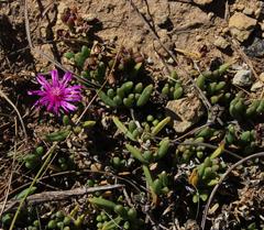 Delosperma obtusum