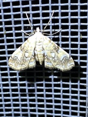 Elophila faulalis