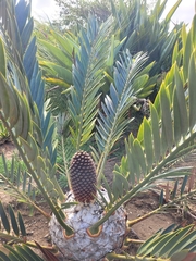 Encephalartos lehmannii
