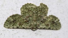 Aeolochroma hypochromaria