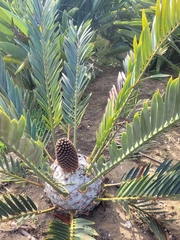 Encephalartos lehmannii