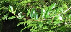 Apodytes dimidiata dimidiata
