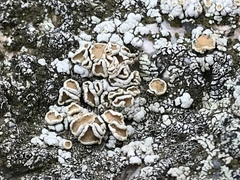 Rhizoplaca subdiscrepans