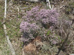 Amphithalea muraltioides