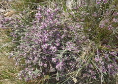 Amphithalea muraltioides