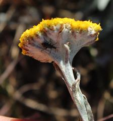 Helichrysum subglomeratum
