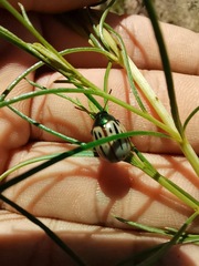 Leptinotarsa lineolata