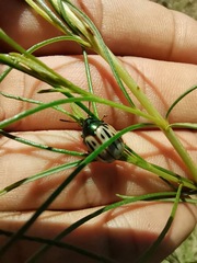 Leptinotarsa lineolata