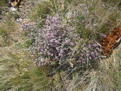 Amphithalea muraltioides