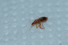 Cimicoidea