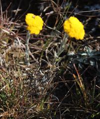 Helichrysum subglomeratum