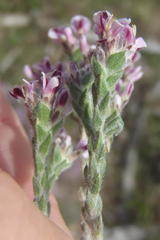 Amphithalea muraltioides