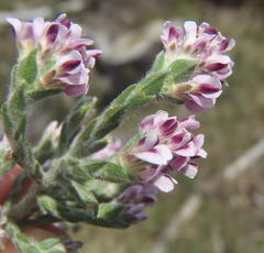 Amphithalea muraltioides