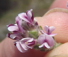 Amphithalea muraltioides