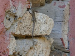 Podarcis guadarramae guadarramae