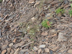 Dontostemon pinnatifidus