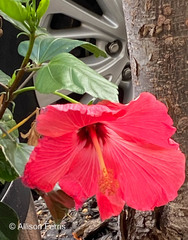 Hibiscus