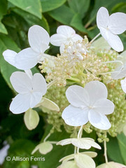Hydrangea