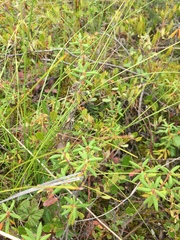 Rhododendron tomentosum