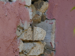 Podarcis guadarramae guadarramae