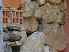 Podarcis guadarramae guadarramae