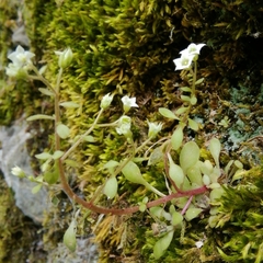 Sedum alsinifolium