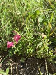Scutellaria suffrutescens