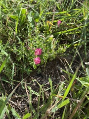 Scutellaria suffrutescens