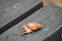 Euglandina rosea image