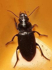 Harpalus rufipes