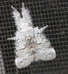 Calliteara farenoides