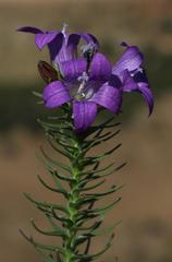 Wahlenbergia fasciculata