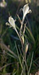 Gladiolus recurvus