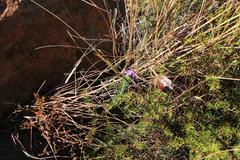 Wahlenbergia fasciculata