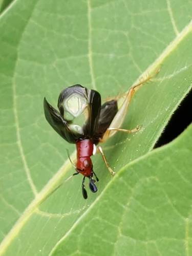 Red-headed Bush Cricket photo 6