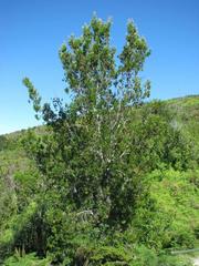 Leucadendron conicum