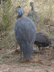 Numida meleagris mitratus