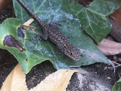 Sceloporus occidentalis