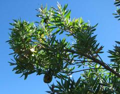 Leucadendron conicum