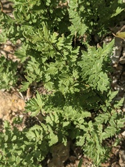 Myriopteris wrightii