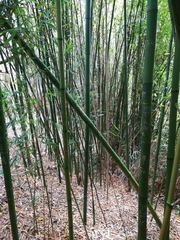 Phyllostachys sulphurea
