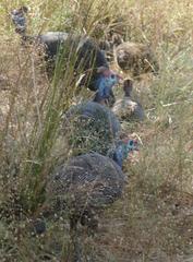 Numida meleagris mitratus