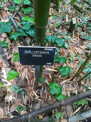 Phyllostachys sulphurea