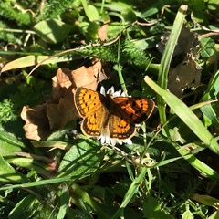 Lycaena 'canterbury common copper'
