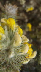 Aspalathus shawii shawii