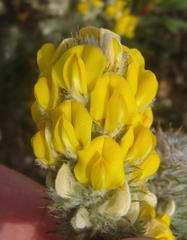 Aspalathus shawii shawii