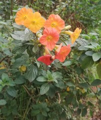 Streptosolen