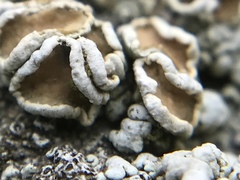 Rhizoplaca subdiscrepans