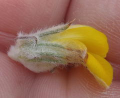 Aspalathus shawii shawii