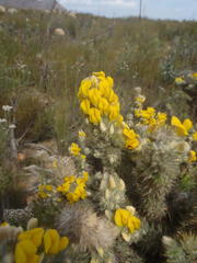 Aspalathus shawii shawii